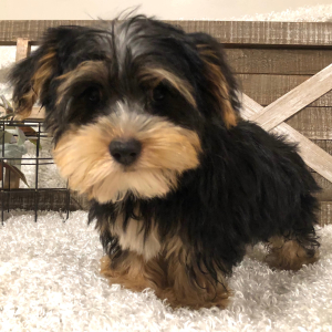 Yorkshire Terrier Puppy Sam