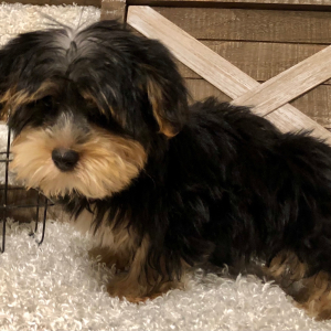 Yorkshire Terrier Puppy Sam