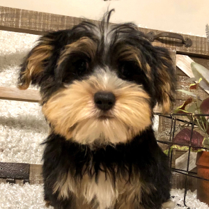 Yorkshire Terrier Puppy Sam