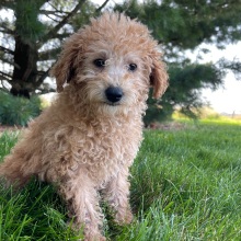 Labradoodle Puppy Dianna