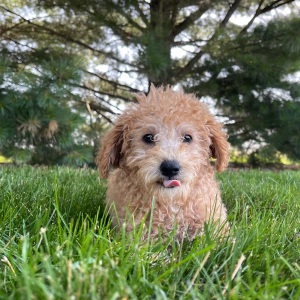 Labradoodle Puppy Dianna