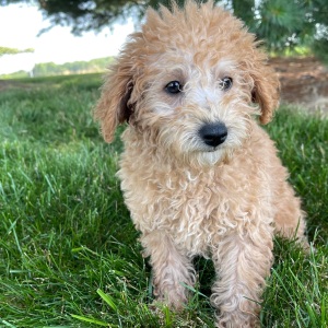 Labradoodle Puppy Dianna