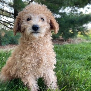 Labradoodle Puppy Dianna
