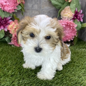 Havanese Puppy Benji
