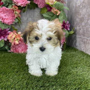 Havanese Puppy Benji