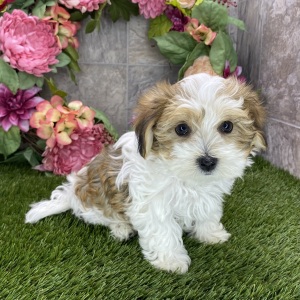 Havanese Puppy Benji