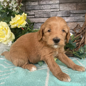 Goldendoodle Puppy Elsa