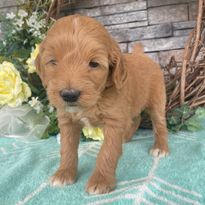 Goldendoodle Puppy Elsa