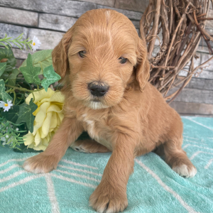 Goldendoodle Puppy Elsa