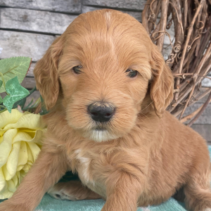 Goldendoodle Puppy Elsa