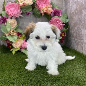 Maltipoo Puppy Heather