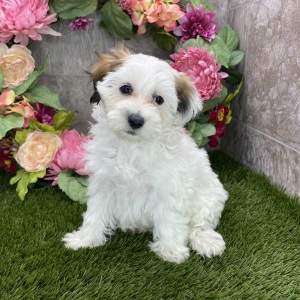 Maltipoo Puppy Heather