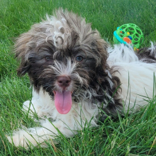 Havanese Puppy Oscar