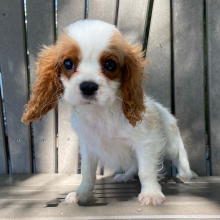Cavalier King Charles Spaniel Puppy Teddie