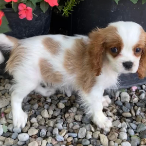 Cavalier King Charles Spaniel Puppy Teddie