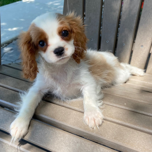 Cavalier King Charles Spaniel Puppy Teddie