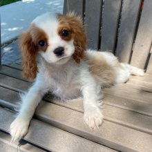 Cavalier King Charles Spaniel Puppy Teddie
