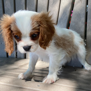 Cavalier King Charles Spaniel Puppy Teddie
