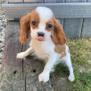 Cavalier King Charles Spaniel Puppy Teddie
