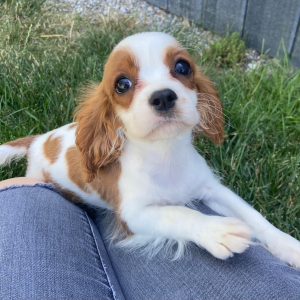 Cavalier King Charles Spaniel Puppy Teddie