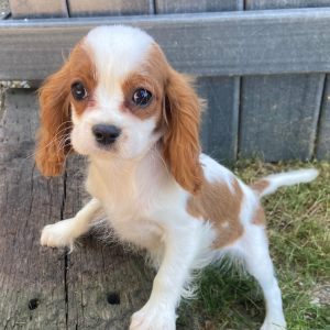 Cavalier King Charles Spaniel Puppy Teddie