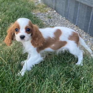 Cavalier King Charles Spaniel Puppy Teddie