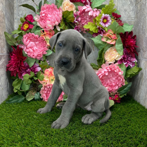 Great Dane Puppy Trixi