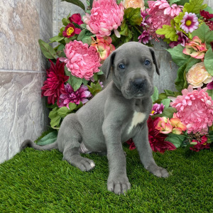 Great Dane Puppy Trixi