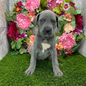 Great Dane Puppy Trixi