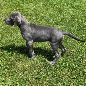 Great Dane Puppy Trixi