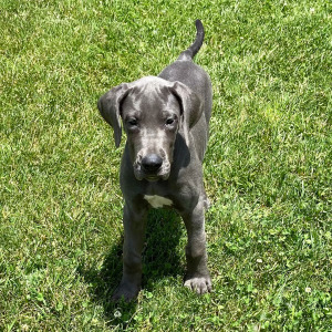 Great Dane Puppy Trixi