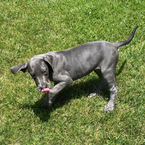Great Dane Puppy Trixi