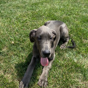 Great Dane Puppy Trixi