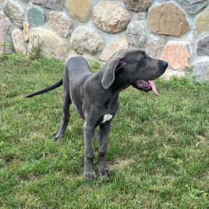 Great Dane Puppy Trixi