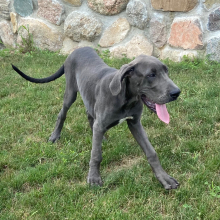 Great Dane Puppy Trixi