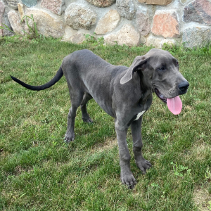 Great Dane Puppy Trixi