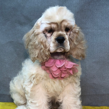 Cocker Spaniel Puppy Cindy