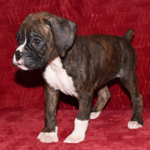 Boxer Puppy Daisy