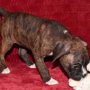 Boxer Puppy Daisy