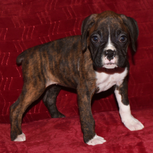 Boxer Puppy Daisy