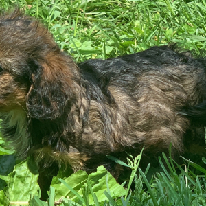 Cavapoo Puppy Nellie