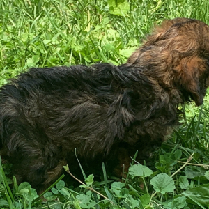 Cavapoo Puppy Nellie