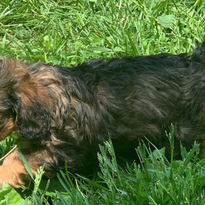 Cavapoo Puppy Nellie