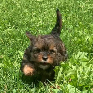 Cavapoo Puppy Nellie