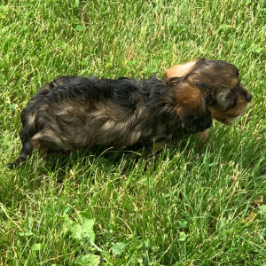Cavapoo Puppy Nellie