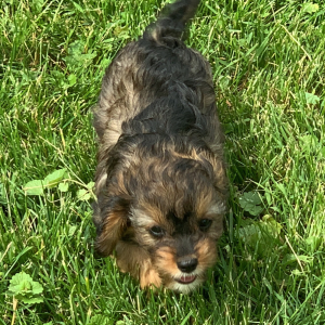 Cavapoo Puppy Nellie