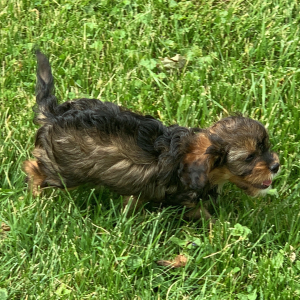 Cavapoo Puppy Nellie