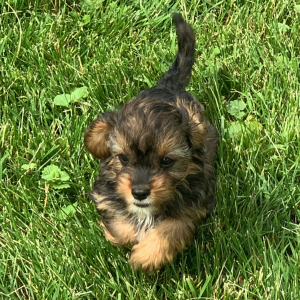 Cavapoo Puppy Nellie