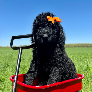 Poodle Puppy Maggie