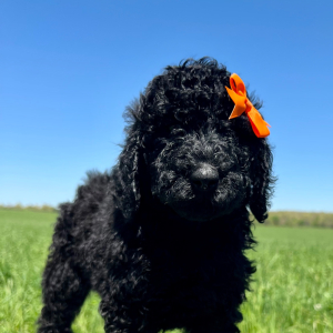 Poodle Puppy Maggie